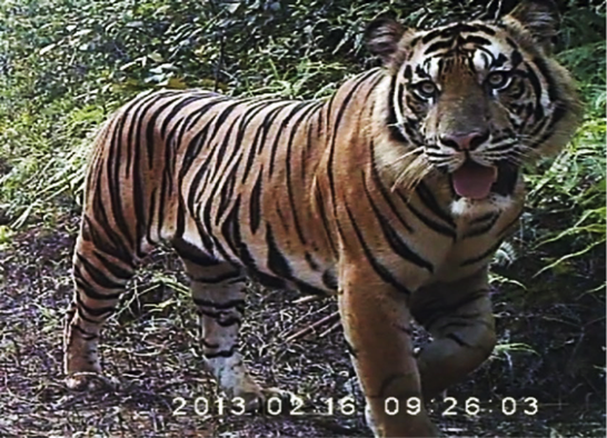 Menyelamatkan Harimau Sumatra: Dimulai dari Mana? Catatan