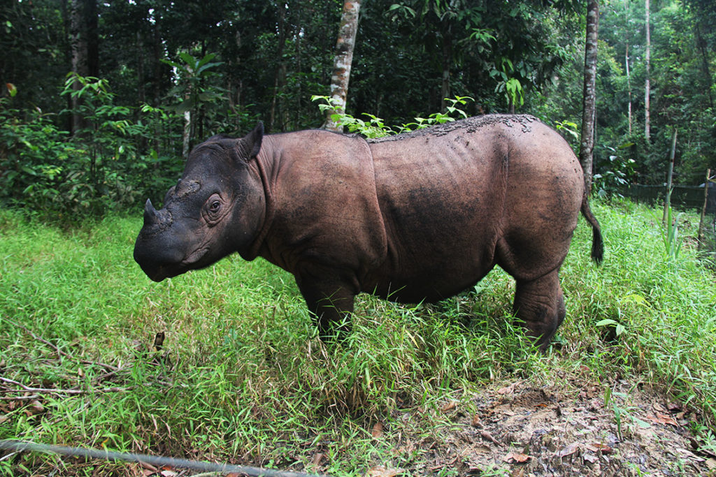 Harapan, salah satu badak Sumatera yang ada di Suaka Rhino Sumatera, Taman Nasional Way Kambas.