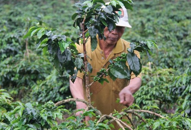 Petani Kopi Dampingan Akar Network sedang melakukan perawatan tanaman kopi