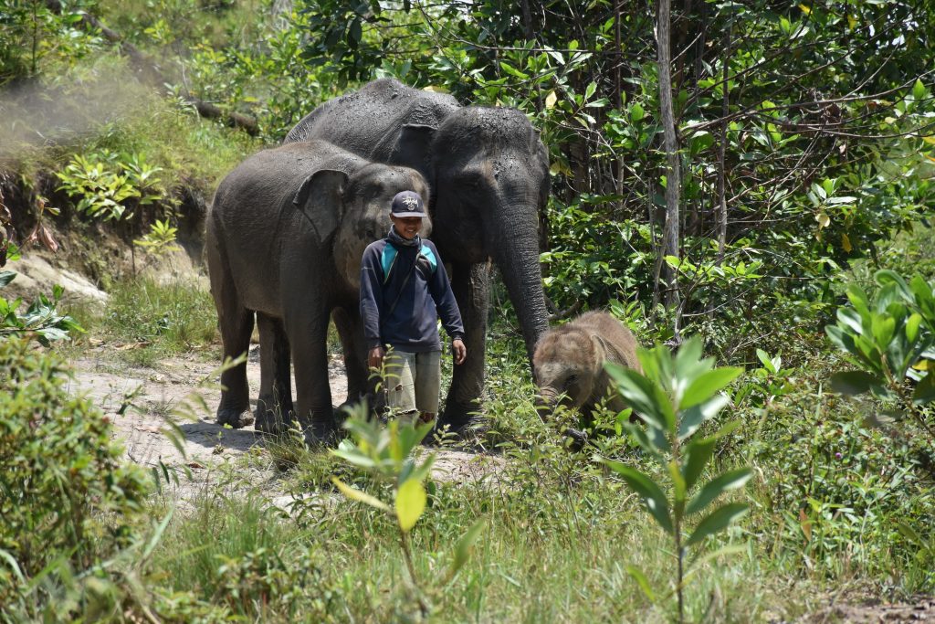 Para gajah penghuni BNWS bersama mahoutnya. Dokter hewan dari Vesswic atau BNWS rutin melakukan pengecekan kondisi kesehatan gajah-gajah jinak tersebut. 