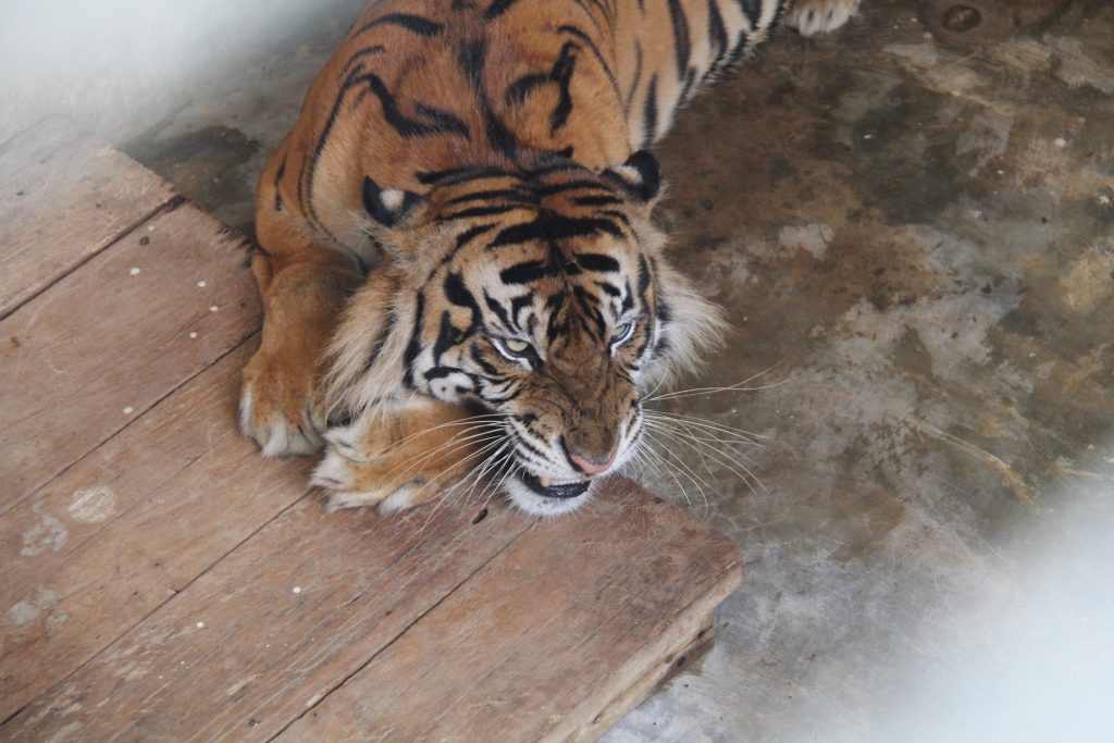 Monang, harimau Sumatra jantan korban jerat di Hutan Batang Toru, sedang berada di kandang isolasi. Monang dipisahkan dari Gadis dan 2 anaknya untuk menghindari kontak fisik dengan mereka.