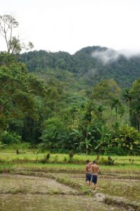 Hamparan persawahan di Dusun Napasingkam