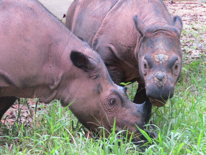 Badak Ratu dan anaknya, Andatu berada di Suaka Rhino Sumatera (SRS) Way Kambas, Lampung