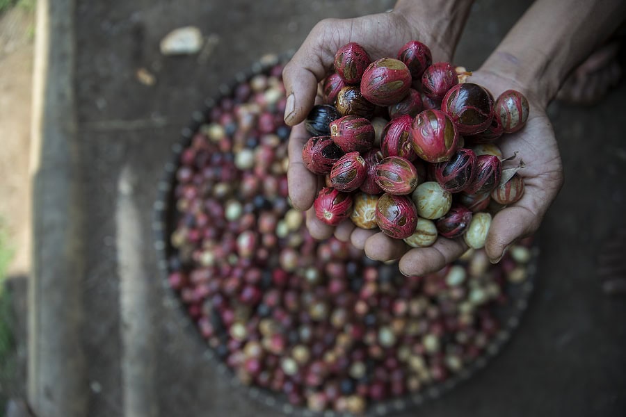 Seorang petani menunjukan pala segar yang baru saja diunduh. Foto oleh Agus Prijono