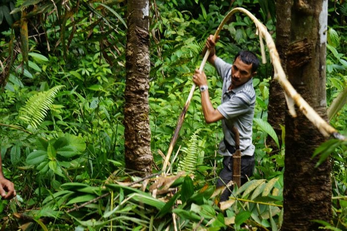 Seorang warga sedang memanen rotan di HKm Napasingkam, Desa Tarabintang