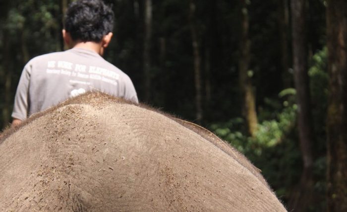 COP elephant