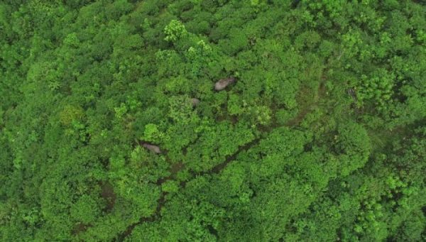 Kehadiran kembali gajah Sumatera di lokasi restorasi Cinta Raja 3.