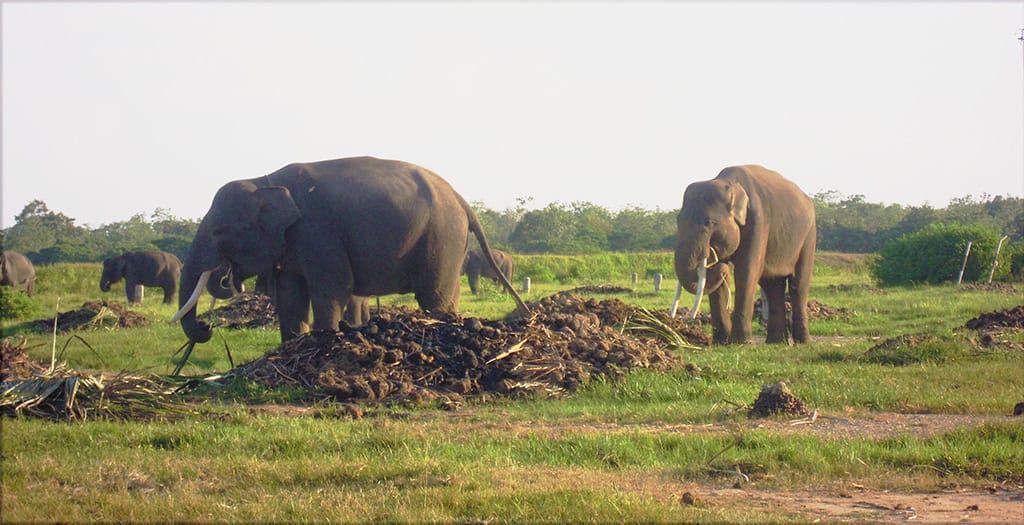 Gajah Way Kambas