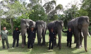 Gajah patroli YLI