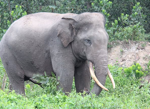 Gajah
