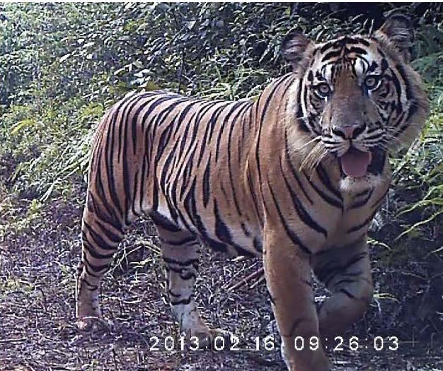 Harimau-pdf