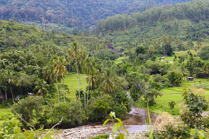 Hutan Aceh