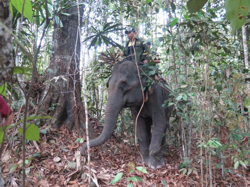 Gajah jinak didatangkan dari PKG Minas dalam operasi penyelamatan gajah sumatera di Jambi. Sebanyak tiga ekor gajah yang terisolir dan menjadi korban fragmentasi habitat akan dipindahkan ke habitat yang lebih baik. (foto by YKSLI)