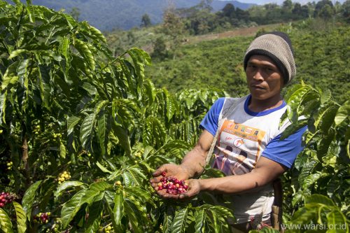 Masyarakat dampingan KKI-Warsi memanen kopi robusta di Desa Serampas.