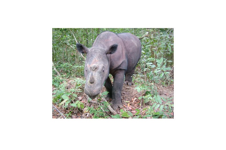 rhino