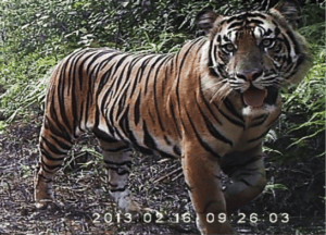 Tiger2