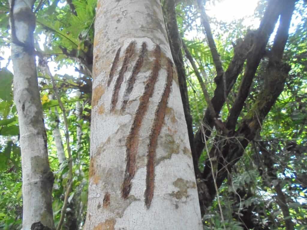 Temuan cakaran beruang di hutan Nagari Sako Utara.  Foto KSH-ICS