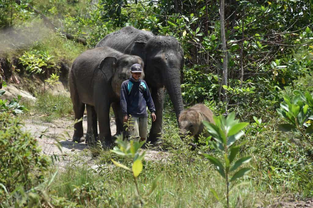 Para gajah penghuni BNWS bersama mahoutnya. Dokter hewan dari Vesswic atau BNWS rutin melakukan pengecekan kondisi kesehatan gajah-gajah jinak tersebut.