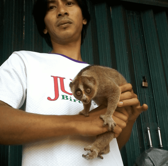 web animals 4