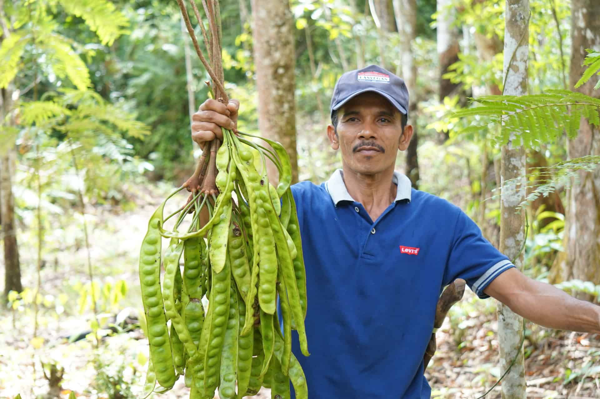 Warga Napasingkam panen petai dari lahan HKm-nya. Petai menjadi salah satu Hasil Hutan bukan kayu (HHBK) yang dimanfaatkan warga untuk menambah added value dari lahannya.